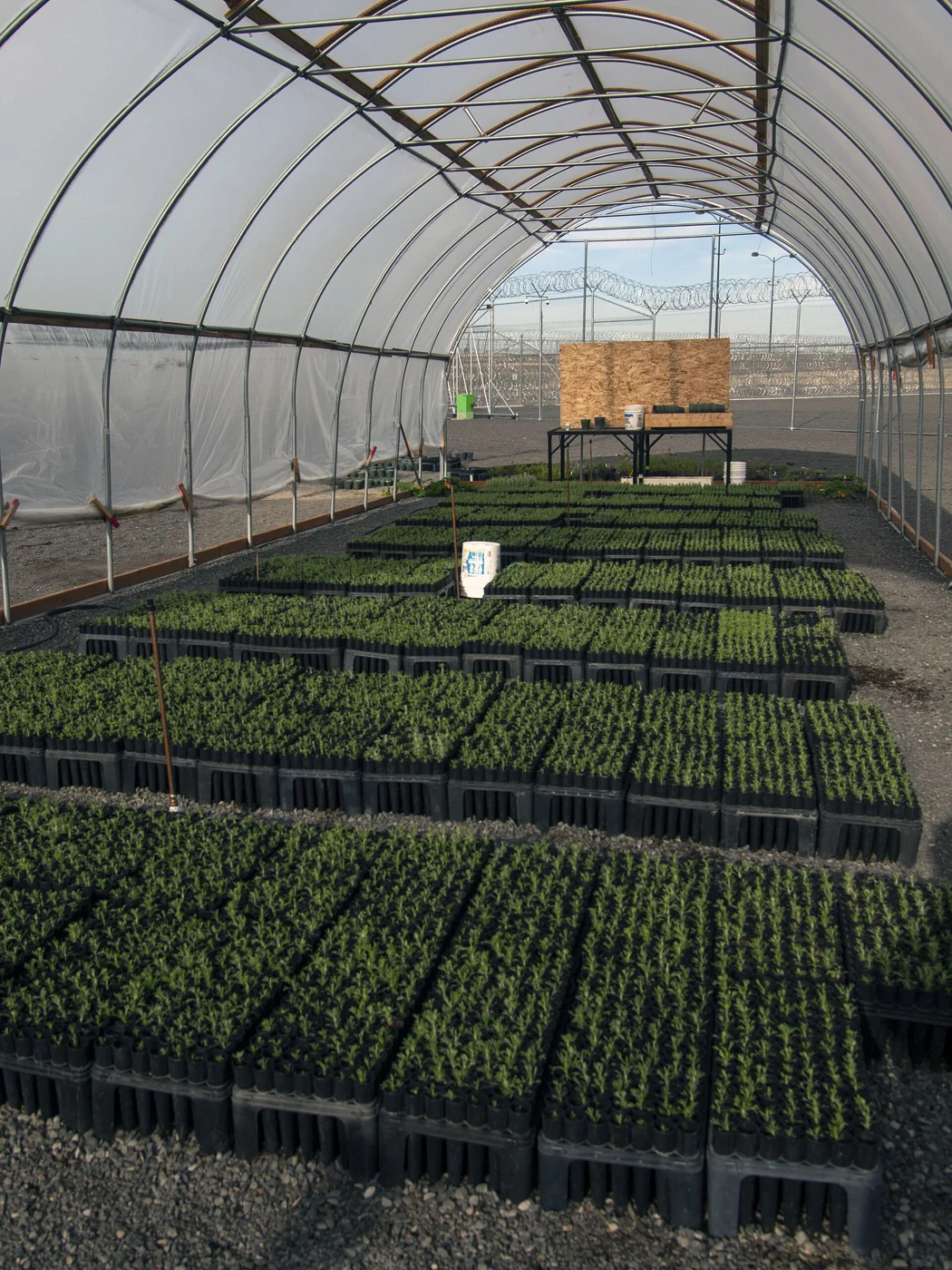 Rows of small sagebrush plants in trays inside a long covered nursery structure.