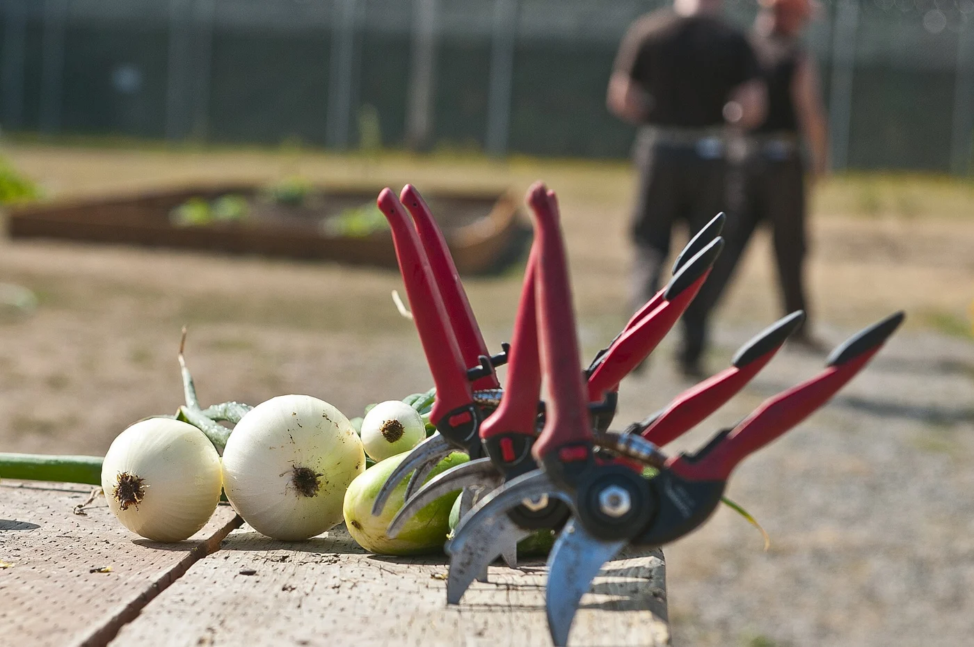 Freshly picked onions and a folded-out multitool on a wooden surface beside prison garden plots.