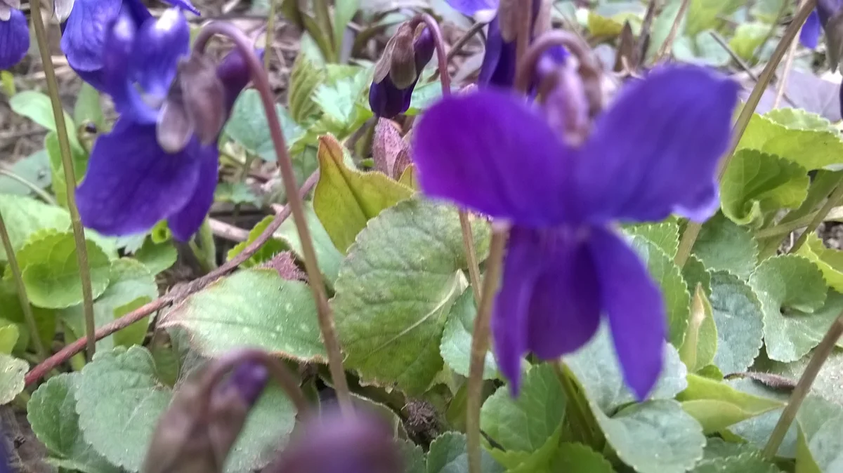 Purple sweet violets flowering among green, rounded leaves.