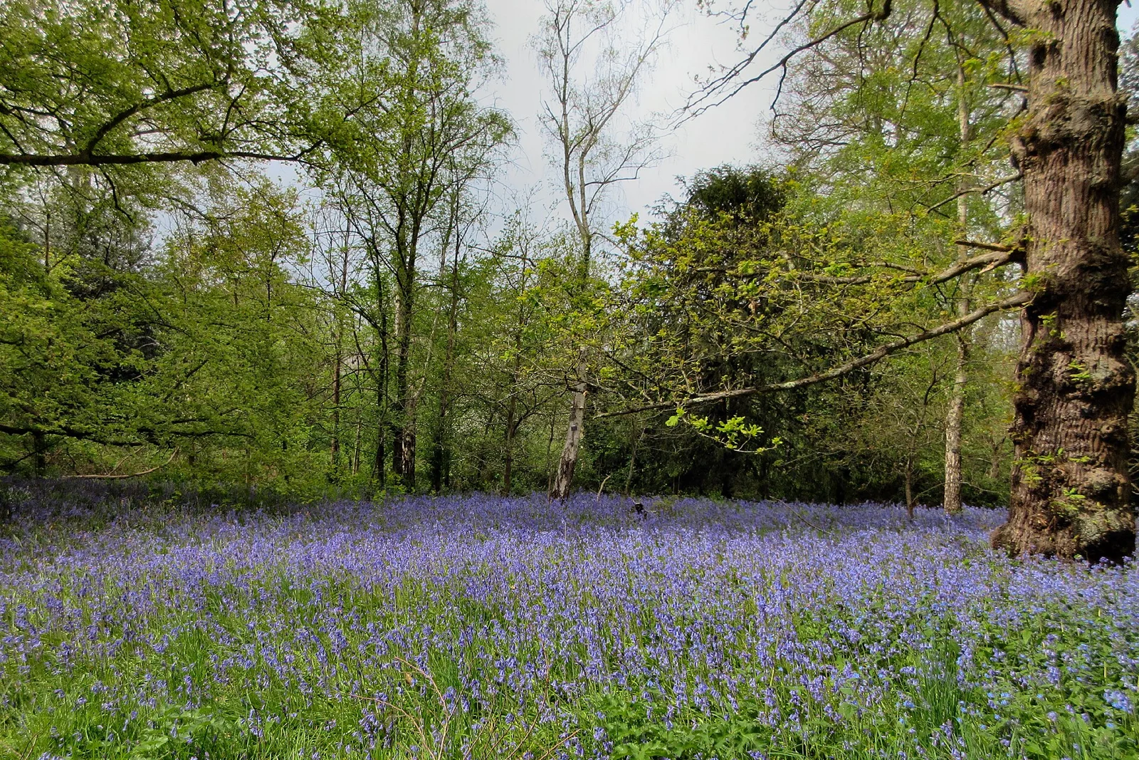 A carpet of bluebells beneath leafy trees on a woodland walk at Kew Gardens.